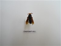 藏品(膜翅目(蜂))的圖片